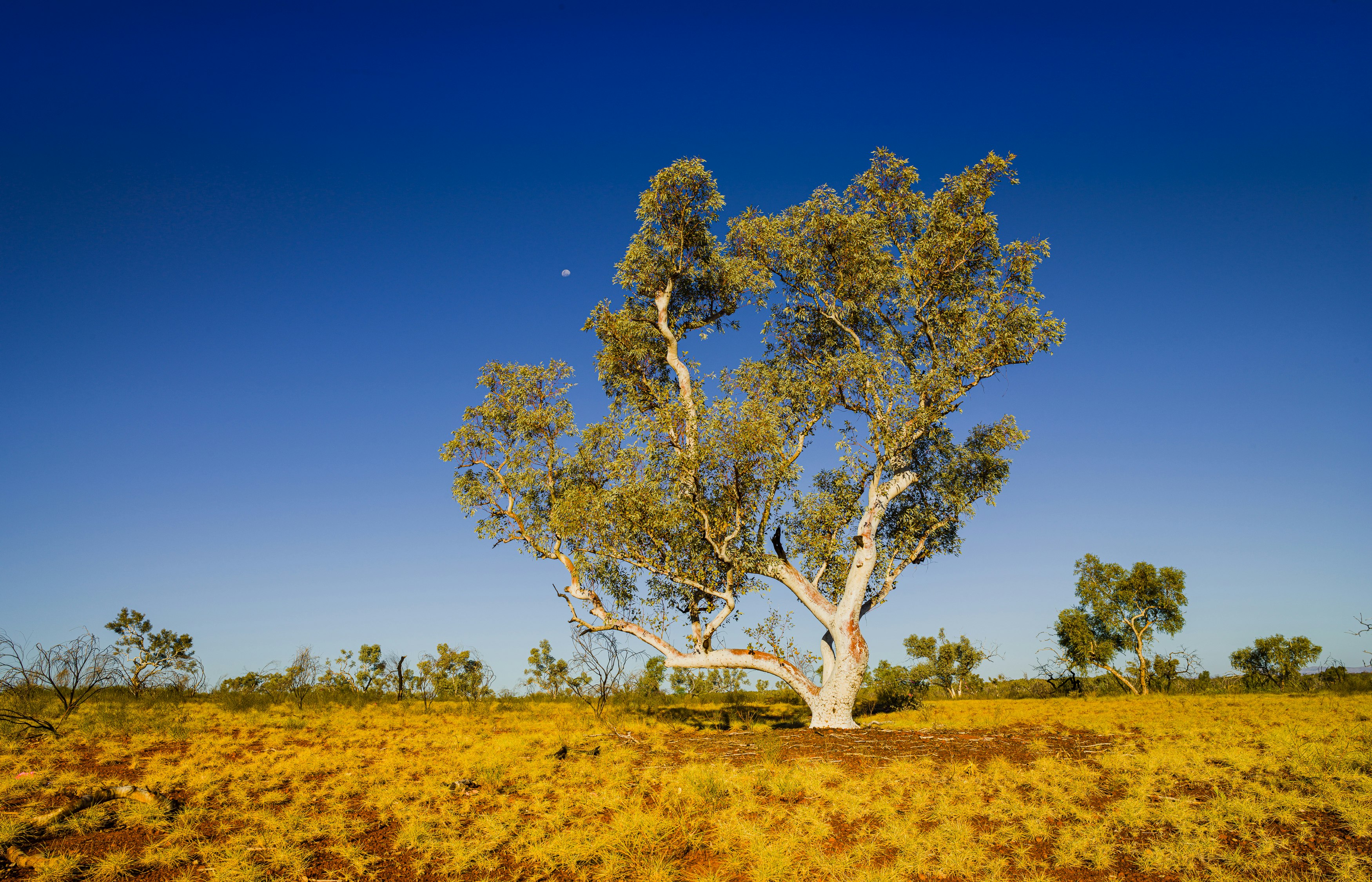 green tree on brown grass field during daytime